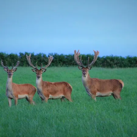 Boatman's Quarters * Skibbereen